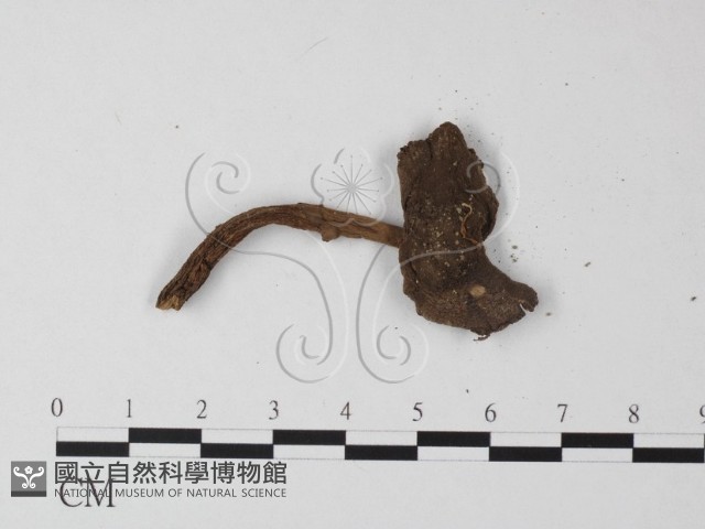 鵝膏屬藏品圖，第3張