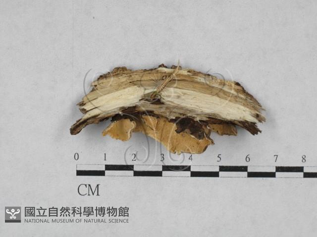 雲芝藏品圖，第3張