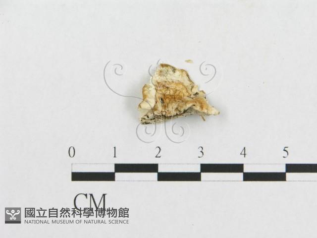 登錄號:F0008248藏品圖，第3張