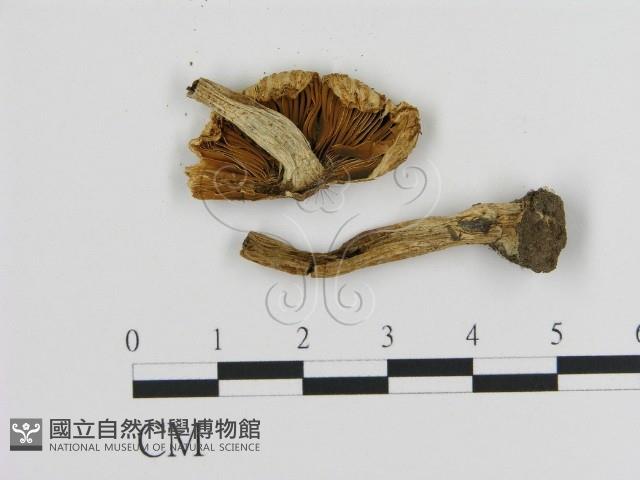 登錄號:F0020248藏品圖，第3張