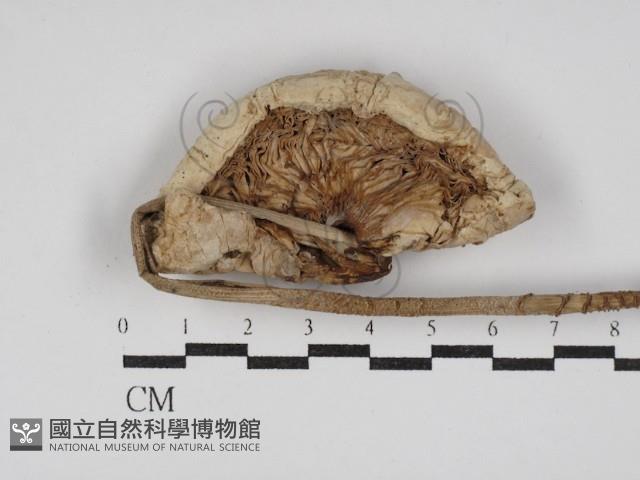 登錄號:F0030248藏品圖，第3張