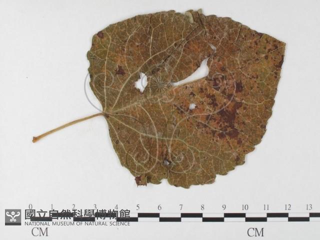 登錄號:F0026248藏品圖，第1張
