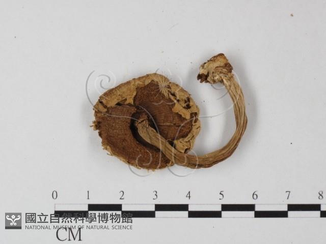 登錄號:F0016248藏品圖，第3張