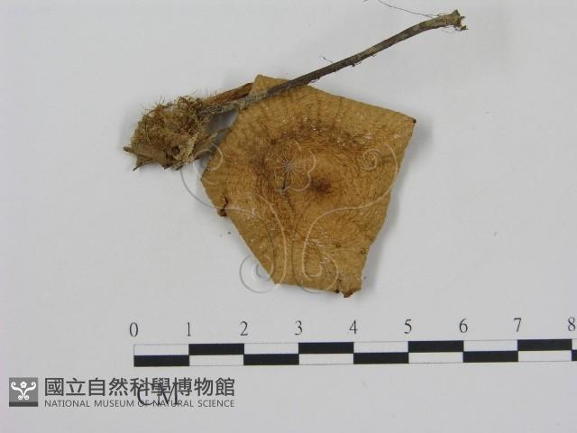 登錄號:F0011248藏品圖，第3張