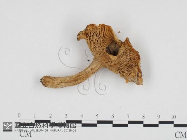登錄號:F0024248藏品圖，第3張