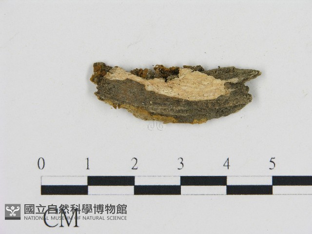 刺革菌屬藏品圖，第3張