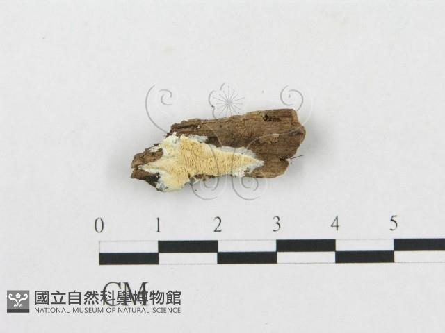 登錄號:F0007248藏品圖，第3張