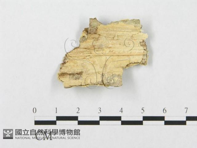 登錄號:F0017248藏品圖，第1張