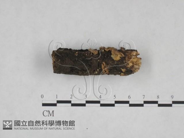 登錄號:F0025248藏品圖，第3張