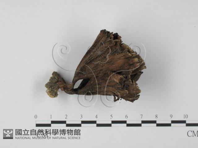 棕色革菌藏品圖，第3張