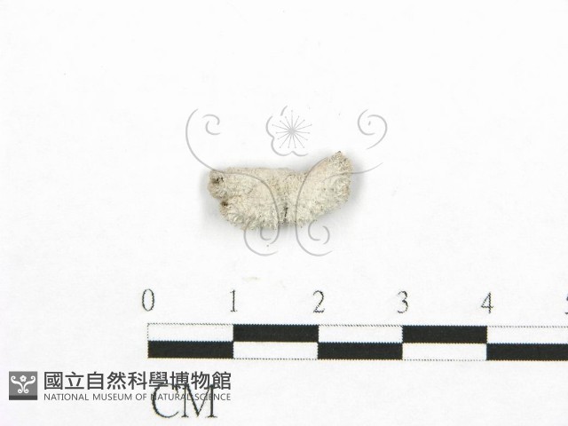 裂褶菌藏品圖，第3張