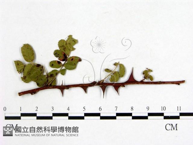 登錄號:F0019248藏品圖，第3張