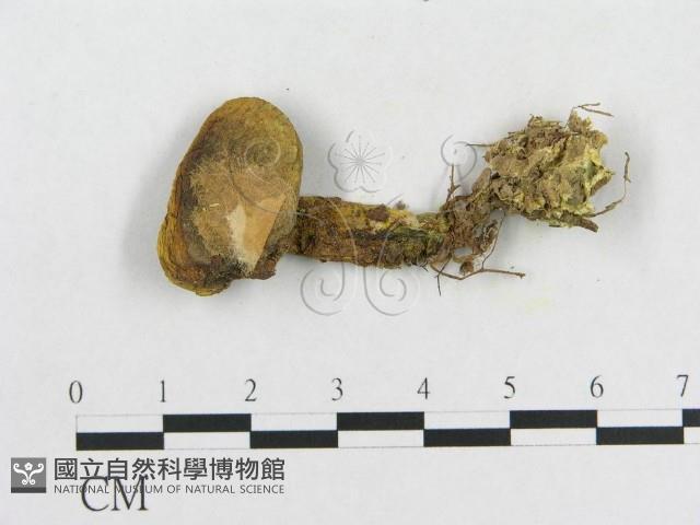 登錄號:F0013248藏品圖，第3張