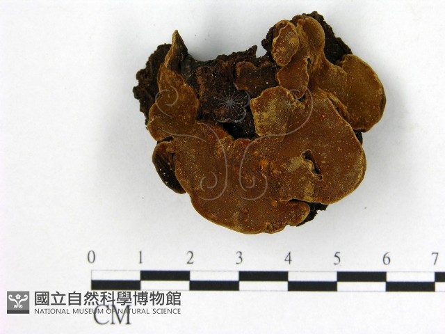 登錄號:F0008848藏品圖，第3張