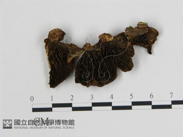 登錄號:F0018848藏品圖，第1張