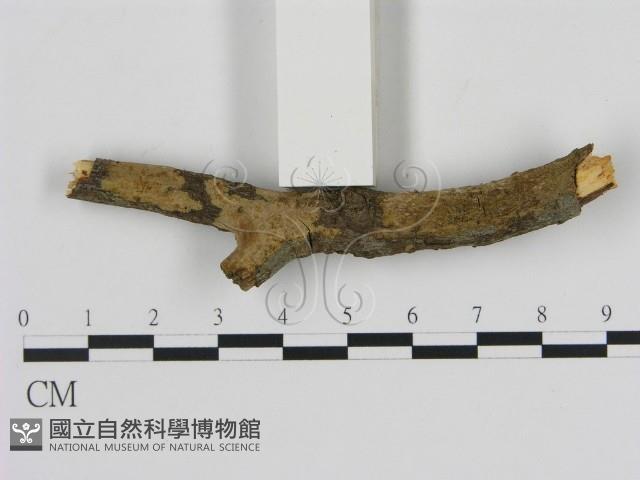 刺革菌屬藏品圖，第3張