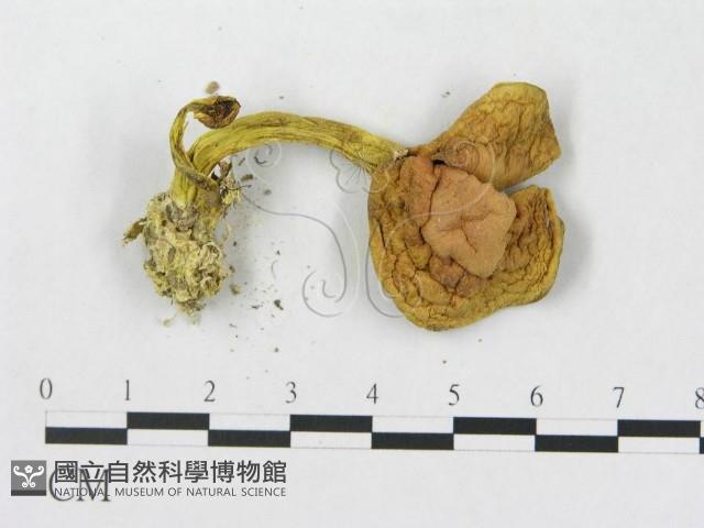 登錄號:F0010848藏品圖，第3張