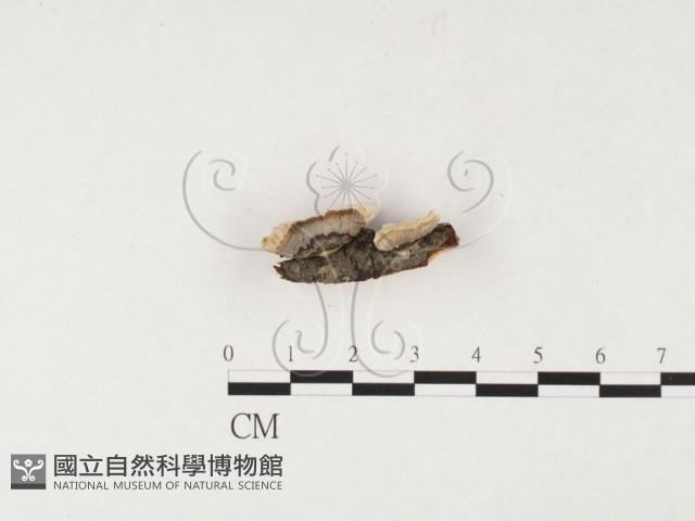 栓菌屬藏品圖，第3張