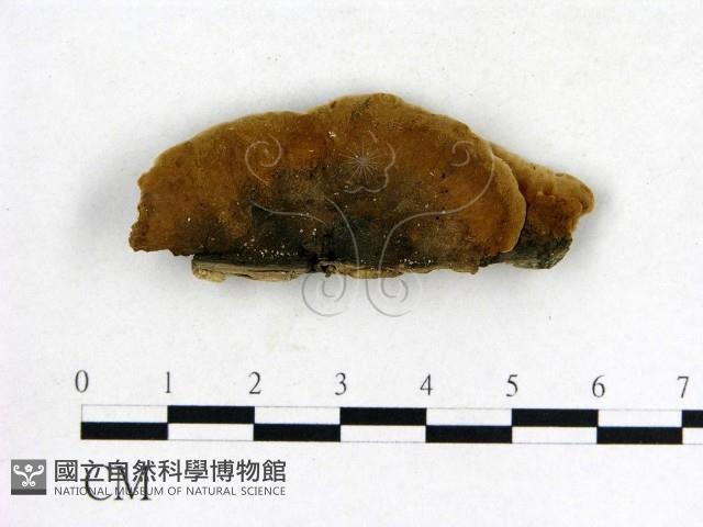 登錄號:F0006848藏品圖，第3張