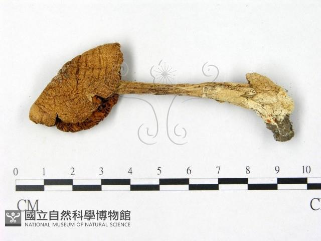 鵝膏屬藏品圖，第3張