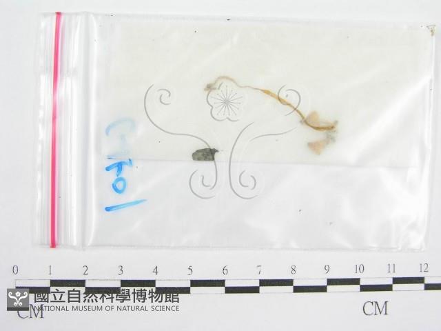 鬼傘屬藏品圖，第3張