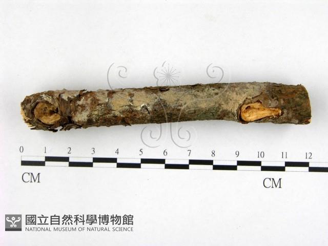 顯絲菌屬藏品圖，第3張