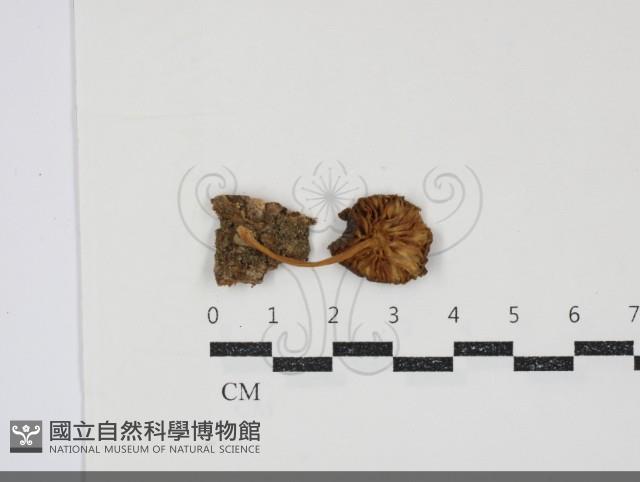 小皮傘屬藏品圖，第3張