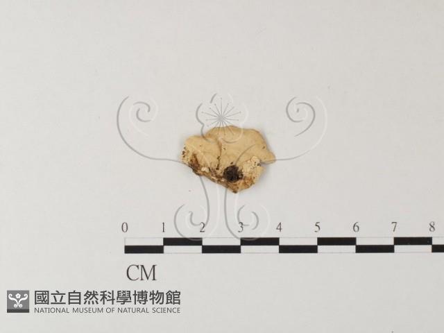 登錄號:F0007848藏品圖，第3張