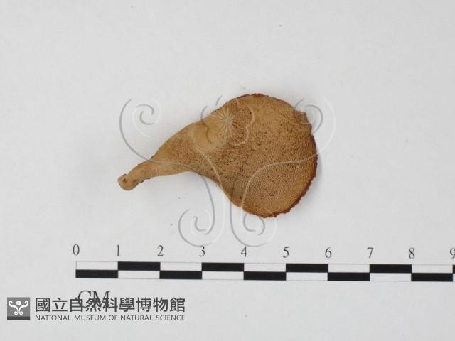 登錄號:F0025848藏品圖，第3張