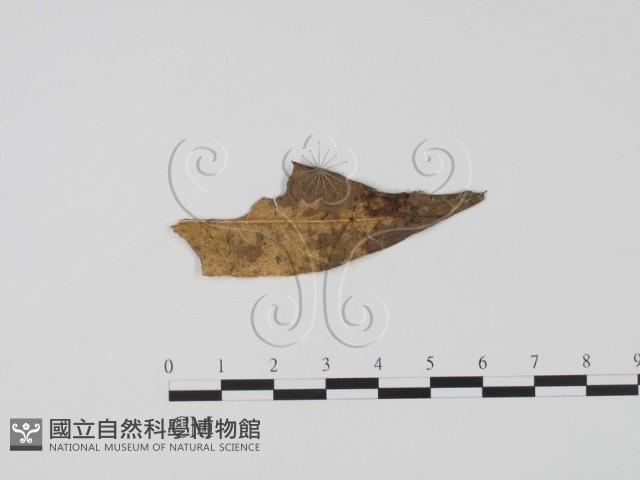 登錄號:F0009848藏品圖，第3張