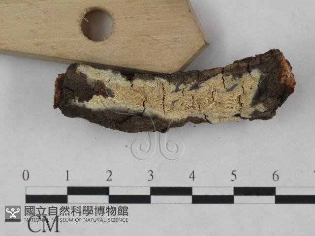 登錄號:F0023848藏品圖，第3張