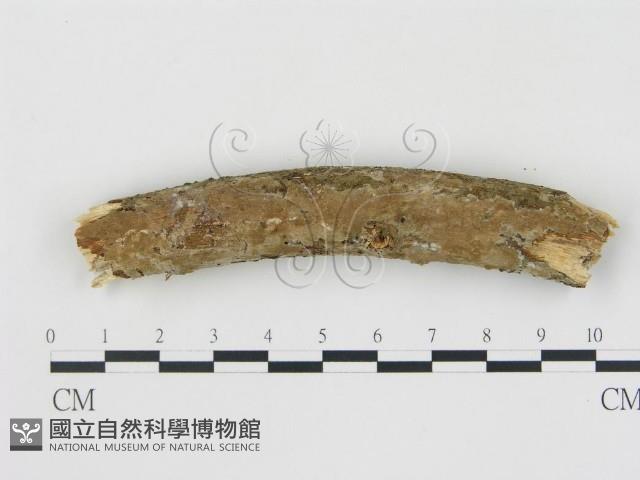 登錄號:F0008948藏品圖，第3張