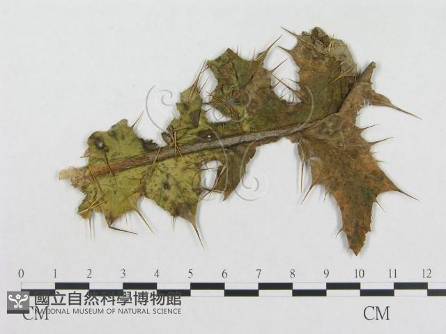登錄號:F0018948藏品圖，第1張