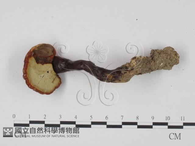 靈芝屬藏品圖，第3張