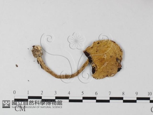 登錄號:F0010948藏品圖，第3張