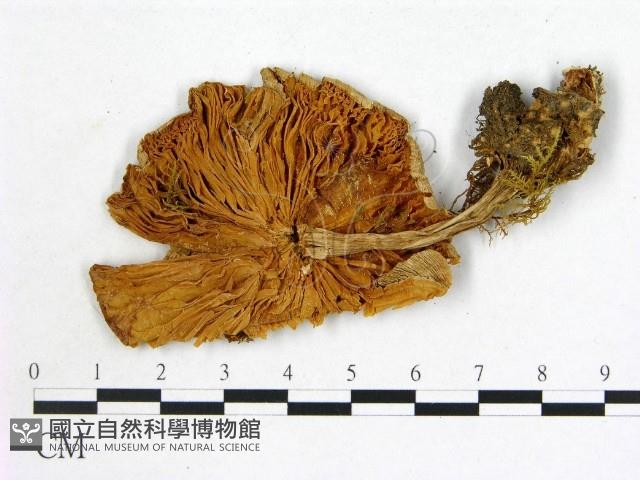 登錄號:F0021948藏品圖，第3張