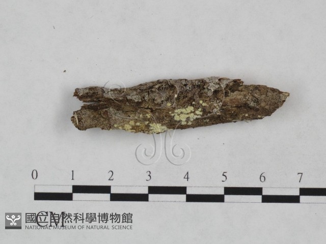 顯絲菌屬藏品圖，第3張