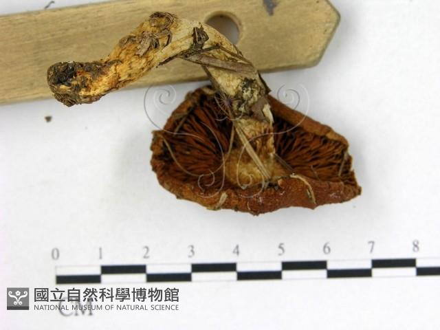 登錄號:F0012948藏品圖，第3張