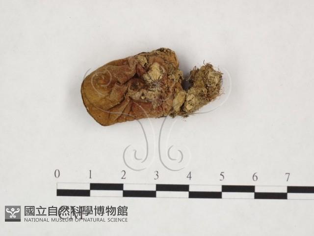 登錄號:F0025948藏品圖，第3張