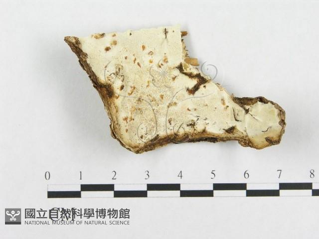登錄號:F0019948藏品圖，第1張