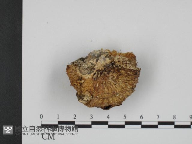 登錄號:F0003948藏品圖，第3張