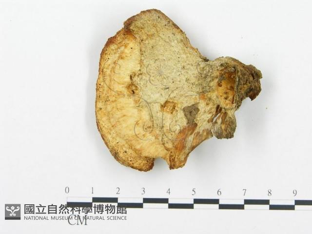 登錄號:F0013948藏品圖，第3張