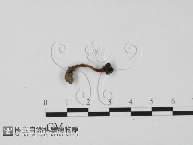 登錄號:F0018648藏品圖，第3張
