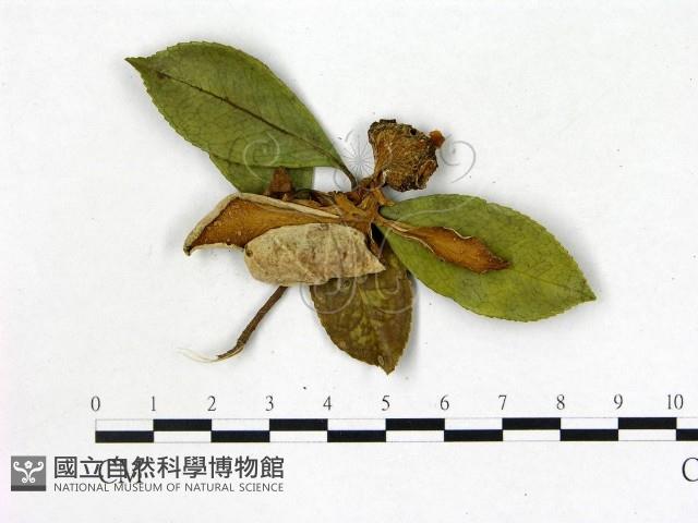 登錄號:F0020648藏品圖，第3張