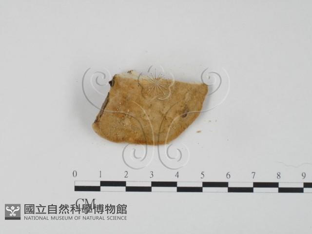 登錄號:F0006648藏品圖，第3張