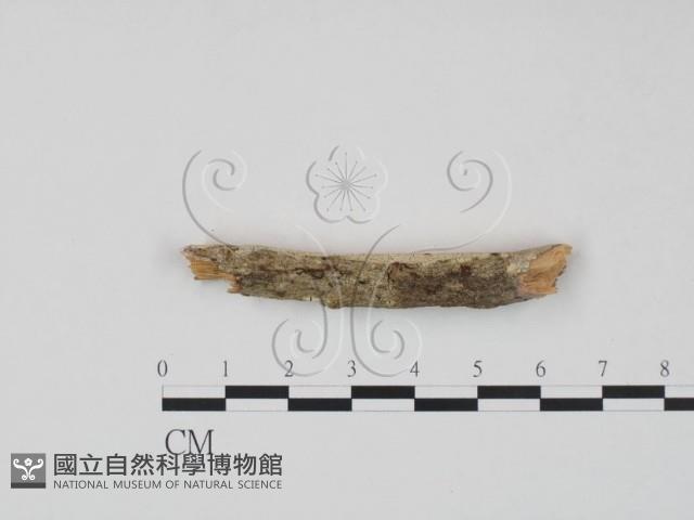 登錄號:F0016648藏品圖，第3張