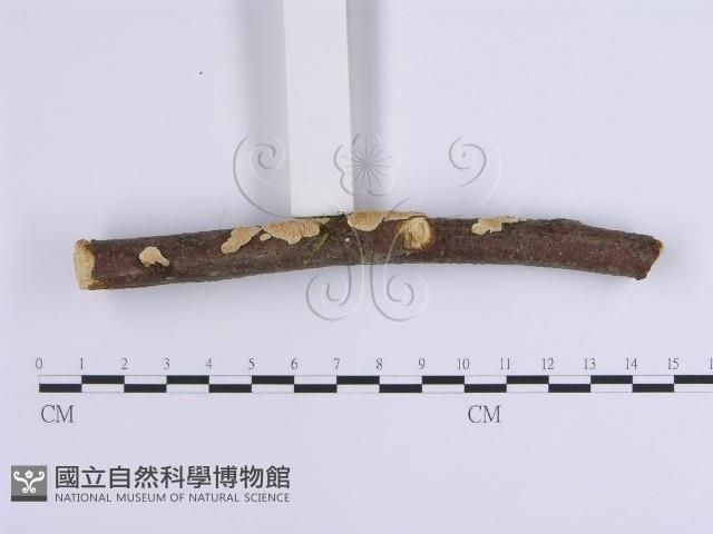 登錄號:F0001648藏品圖，第3張