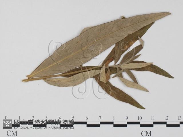 登錄號:F0011648藏品圖，第3張