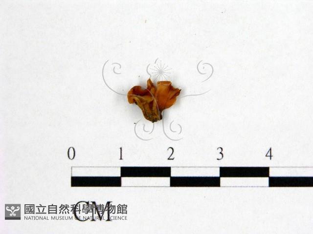 花耳屬藏品圖，第3張