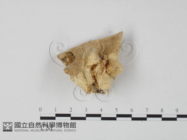 偏腫栓菌藏品圖，第3張
